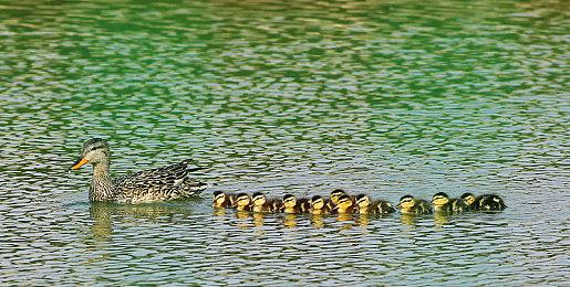 《索尼克赛车 交叉世界》新情报公开 车辆自定义系统